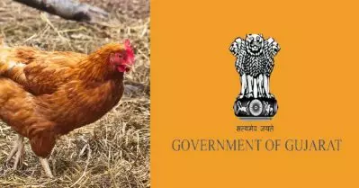 ‘നിയമപ്രകാരം കോഴി മൃ​ഗമാണ്’; ​ഗുജറാത്ത് സർക്കാർ ഹൈക്കോടതിയിൽ
