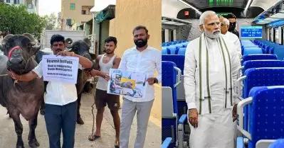 പോത്തുകളേ, ട്രാക്കിലൊന്നും പോയി നിക്കല്ലേ.. മോദി വന്ദേഭാരതുമായി വന്നിട്ടുണ്ട്; വേറിട്ട പ്രതിഷേധവുമായി ബി.ആര്‍.എസ്