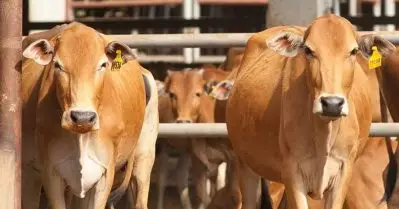 പശുവിനെ കൊന്ന് ഹിന്ദുമഹാസഭ പ്രവര്‍ത്തകര്‍; കുറ്റം മുസ്‌ലിങ്ങള്‍ക്ക് മേല്‍ ചുമത്താന്‍ നീക്കം; റിപ്പോര്‍ട്ട്