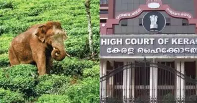 ആനയെ പിടിക്കൂടി കൂട്ടിലടക്കുന്നതല്ല ഉചിതമായ മാര്‍ഗം: അരിക്കൊമ്പന്‍ വിഷയത്തില്‍ ജനപ്രതിനിധികള്‍ ജനങ്ങളെ തെറ്റിദ്ധരിപ്പിക്കുന്നു: ഹൈക്കോടതി