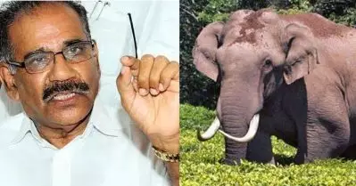 പ്രശ്‌നം അതിരുകവിഞ്ഞ ആന സ്‌നേഹത്തിന്റെ പേരില്‍ കോടതിയെ സമീപിച്ചത്: എ.കെ. ശശീന്ദ്രന്‍