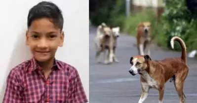 എ.ബി.സി റൂള്‍സ് തെരുവ് നായ നിയന്ത്രണം അസാധ്യമാക്കുന്നു; കേന്ദ്ര ചട്ടങ്ങളില്‍ ഉടന്‍ ഭേദഗതി വരുത്തണം: മന്ത്രി എം.ബി. രാജേഷ്