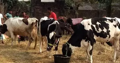 കര്‍ണാടകയില്‍ ബി.ജെ.പി സര്‍ക്കാര്‍ കൊണ്ടുവന്ന ഗോവധ നിരോധന നിയമത്തില്‍ പുനപരിശോധന നടത്താന്‍ കോണ്‍ഗ്രസ് സര്‍ക്കാര്‍