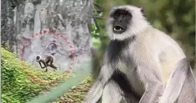 കാത്ത് കാത്ത് ഒടുവിലവളെ പിടിച്ചു; ചാടിപ്പോയ തിരുവനന്തപുരത്തെ ഹനുമാന്‍ കുരങ്ങിനെ കൂട്ടിലാക്കി