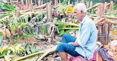 വാഴ വെട്ടിനശിപ്പിച്ച സംഭവം; കര്‍ഷകന് കെ.എസ്.ഇ.ബി മൂന്നര ലക്ഷം രൂപ നഷ്ടപരിഹാരം നല്‍കും