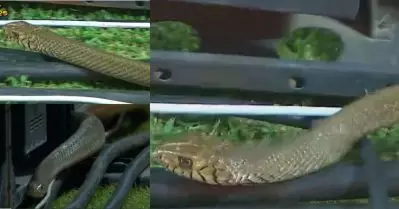 ക്യാപ്റ്റാ…. വിളി വാവാ സുരേഷിനെ 🐍 🐍; കളി കാണാന്‍ ഗ്രൗണ്ടില്‍ അപ്രതീക്ഷിത അതിഥി ; വീഡിയോ
