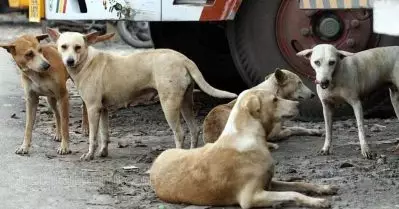 രാജസ്ഥാനില്‍ ആശുപത്രിയില്‍ സൂക്ഷിച്ചിരുന്ന മനുഷ്യന്റെ മുറിച്ചുമാറ്റപ്പെട്ട അവയവം നായ കടിച്ചുകീറി; വീഡിയോ
