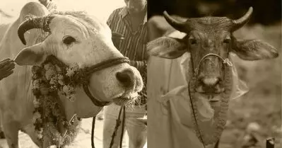 ബലിയര്‍പ്പിക്കുന്ന മൃഗത്തിന്റെ മാംസം ദളിതരെക്കൊണ്ട് നിര്‍ബന്ധിച്ച് കഴിപ്പിക്കുന്നു, വിസമ്മതിച്ചാല്‍ വിലക്ക്: പരാതി