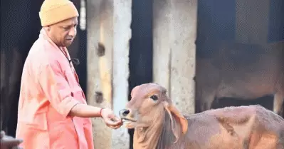 യു.പിയില്‍ 32 കോടിയുടെ ആധുനിക ഗോശാല നിര്‍മിക്കാന്‍ യോഗി സര്‍ക്കാര്‍