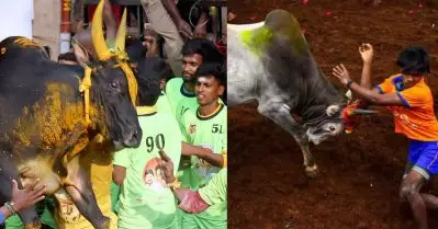 തമിഴ്‌നാട്ടില്‍ ജെല്ലിക്കെട്ടിനിടെ കാളയുടെ കുത്തേറ്റ് 12 വയസ്സുകാരനടക്കം രണ്ട് മരണം, 70 പേര്‍ക്ക് പരിക്ക്