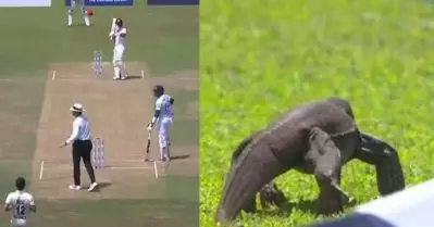 അമ്പയറേ…വിളി ഫോറസ്റ്റ് ഓഫീസറെ; കളി കാണാൻ അപ്രതീക്ഷിത അതിഥി, വീഡിയോ