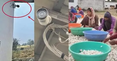 വെളുത്തുള്ളി വില സർവകാല റെക്കോഡിൽ; പാടത്ത് സി.സി.ടി.വി ക്യാമറകൾ സ്ഥാപിച്ച് കർഷകർ