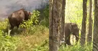 വന്യജീവി ആക്രമണത്തില്‍ സംസ്ഥാനത്ത് രണ്ട് മരണം; കക്കയത്ത് കാട്ടുപോത്തിന്റെ ആക്രമണം, പെരിങ്ങല്‍ക്കുത്തില്‍ കാട്ടാനയുടെയും