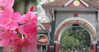 അരളിപ്പൂവിന് താത്കാലികമായി വിലക്കില്ലെന്ന് തിരുവിതാംകൂര്‍ ദേവസ്വം