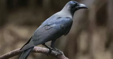 പത്ത് ലക്ഷം ഇന്ത്യന്‍ കാക്കളെ കൊന്നൊടുക്കാന്‍ ഉത്തരവിട്ട് കെനിയ