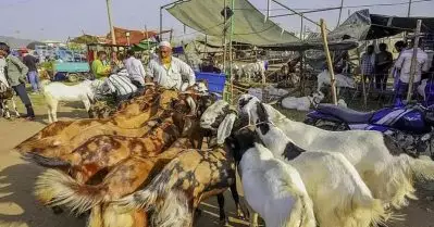 ബക്രീദ് ബലിയിൽ നിന്ന് ‘സംരക്ഷണം’; 15 ലക്ഷം രൂപ നൽകി 125 ആടുകളെ വാങ്ങി ജൈനന്മാർ