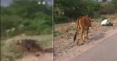 ഗോ സംരക്ഷണത്തിനായി കോടികൾ ചെലവഴിവച്ച രാജസ്ഥാൻ തെരുവുകളിൽ നിരനിരയായി പശുക്കളുടെ ജഡങ്ങൾ; വീഡിയോ