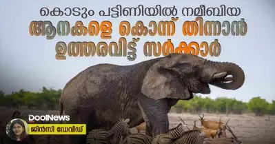 കൊടും പട്ടിണിയിൽ നമീബിയ; ആനകളെ കൊന്ന് തിന്നാൻ ഉത്തരവിട്ട് സർക്കാർ