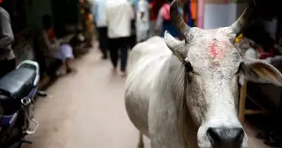 മഥുരയ്ക്ക് സമീപം പശുക്കളുടെ ജഡം കണ്ടെത്തിയതിനെ തുടർന്ന് പ്രതിഷേധവുമായി ഗോരക്ഷാ സമിതി
