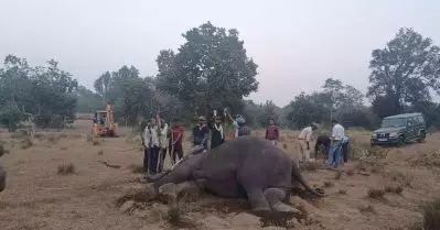 മധ്യപ്രദേശില്‍ 48 മണിക്കൂറിനുള്ളില്‍ ചരിഞ്ഞത് എട്ട് കാട്ടാനകള്‍; വിഷബാധയെന്ന് സംശയം