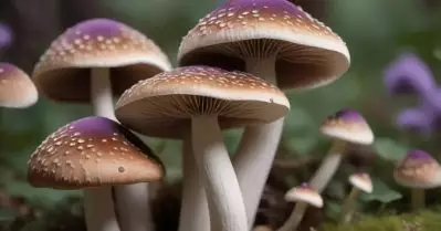 മാജിക് മഷ്‌റൂം ലഹരിവസ്തുവല്ല; കേരള ഹൈക്കോടതി