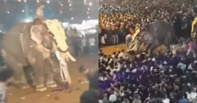 പുതിയങ്ങാടി നേര്‍ച്ചയ്ക്കിടെ ആന ഇടഞ്ഞ സംഭവം; ജില്ലാ ഭരണകൂടത്തെ വിമര്‍ശിച്ച് ഹൈക്കോടതി