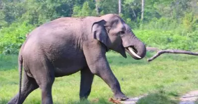 കാട്ടാന ആക്രമണത്തിൽ കൊല്ലപ്പെട്ട അറുമുഖന്റെ കുടുംബത്തിന് അഞ്ച് ലക്ഷം രൂപ ധനസഹായം