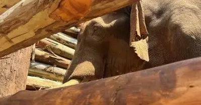 മസ്തകത്തിന് മുറിവേറ്റ കൊമ്പൻ ചത്തു