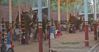 കൊയിലാണ്ടിയില്‍ ക്ഷേത്രോത്സവത്തിനിടെ ആനകള്‍ ഇടഞ്ഞു; മൂന്ന് മരണം