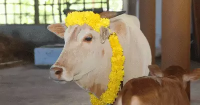 പശുക്കളെ കുളിപ്പിച്ച് പൂക്കളും മഞ്ഞളും കുങ്കുമവും തേച്ച് അലങ്കരിച്ച് പൂജ നടത്തണം; നിര്‍ദേശവുമായി കര്‍ണാടക സര്‍ക്കാര്‍