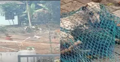 ആലപ്പുഴയില്‍ ആറ് പേരെ കടിച്ച തെരുവുനായയ്ക്ക് പേവിഷബാധ; പരിക്കേറ്റവര്‍ ചികിത്സയില്‍