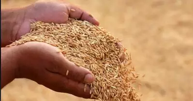 നെല്ല് സംഭരണത്തിന് 353 കോടി രൂപ അനുവദിച്ച് സംസ്ഥാന സിവില്‍ സപ്ലൈസ് കോര്‍പറേഷന്‍