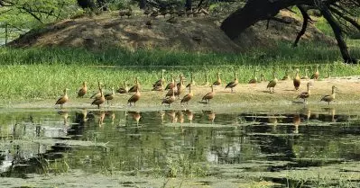 തണ്ണീര്‍ത്തടത്തില്‍ ക്വാറി മാലിന്യം തള്ളാന്‍ ശ്രമം; ലോറികൾ തടഞ്ഞ് സരോവരം പ്രകൃതിസംരക്ഷണ സമിതി പ്രവര്‍ത്തകര്‍