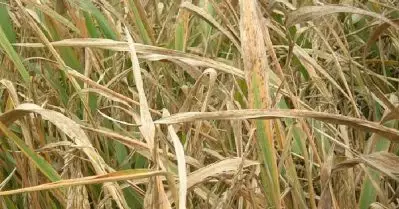 ബ്ലാസ്റ്റ് ഫം​ഗസ് ബാധ; കോഴിക്കോട്ടെ 300 ഏക്കർ പാടത്തെ കൊയ്യാറായ നെൽ ചെടികൾ നശിക്കുന്നു, വലഞ്ഞ് കർഷകർ