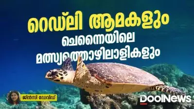 ഒലീവ് റെഡ്‌ലി ആമകളും ചെന്നൈയിലെ മത്സ്യത്തൊഴിലാളികളും