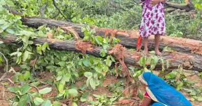 പ്രതിഷേധങ്ങൾക്കിടയിലും ഛത്തീസ്ഗഡിലെ റായ്ഗഡിൽ അദാനിയുടെ കൽക്കരി ഖനിക്കായി വൻ തോതിൽ മരങ്ങൾ മുറിക്കുന്നു