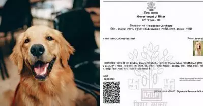 ആദ്യം ഡോഗ് ബാബു, ഇപ്പോ ഡോഗേഷ് ബാബു; ബീഹാറില്‍ നായയ്ക്കായി വീണ്ടും റസിഡന്‍ഷ്യല്‍ സര്‍ട്ടിഫിക്കറ്റിന്‌ അപേക്ഷ