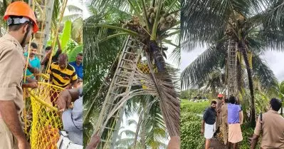 കരിക്കിടനായി തെങ്ങില്‍ കയറിയ യുവാവ് തെങ്ങില്‍ ഇരുന്ന് മരിച്ചു