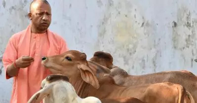 ഗോമൂത്രമുപയോഗിച്ച് 19 രോഗങ്ങള്‍ക്കുള്ള മരുന്നുകള്‍ നിര്‍മിക്കാന്‍ യു.പി സര്‍ക്കാര്‍