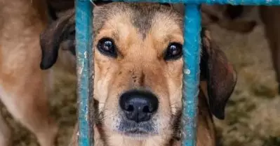 മനുഷ്യനെ കടിച്ചാല്‍ തെരുവുനായ്ക്കള്‍ക്ക് തടവ് ശിക്ഷ; ആവര്‍ത്തിച്ചാല്‍ ജീവപര്യന്തം; വിചിത്ര ഉത്തരവുമായി ഉത്തര്‍പ്രദേശ്