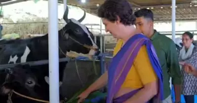 ആലിയ ഭട്ട് ഒരു ക്യൂട്ടി ‘പൈ’ തന്നെ; കോടഞ്ചേരിയിൽ ഡയറി ഫാം സന്ദർശിച്ച് പ്രിയങ്ക ഗാന്ധി