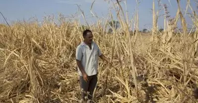 മറാത്ത്‌വാഡയിൽ കഴിഞ്ഞ അഞ്ച് വർഷത്തിനിടെ ജീവനൊടുക്കിയത് 5,000 കർഷകർ