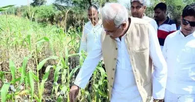 ഛത്തീസ്ഗഡില്‍ ബി.ജെ.പി നേതാവിന്റെ തോട്ടത്തില്‍ കഞ്ചാവ് കൃഷി; സഭയില്‍ പ്രതിഷേധം, 29 കോണ്‍ഗ്രസ് എം.എല്‍.എമാര്‍ക്ക് സസ്‌പെന്‍ഷന്‍