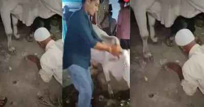 പശുവിനെ ചവിട്ടിയെന്നാരോപണം: മധ്യപ്രദേശില്‍ മുസ് ലിം വയോധികനെകൊണ്ട് പശുവിന്റെ കാല്‍ തൊട്ട് മാപ്പ് പറയിച്ച് ബജ്‌റംഗ്ദള്‍ പ്രവര്‍ത്തകര്‍